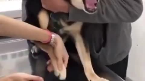 Funny dog Roring very loudly