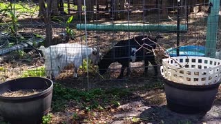 Silly Goats and Potting Soil