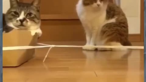 NINJA_CAT____Funny_CAt_Video