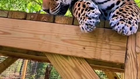 Big cats love catnip!