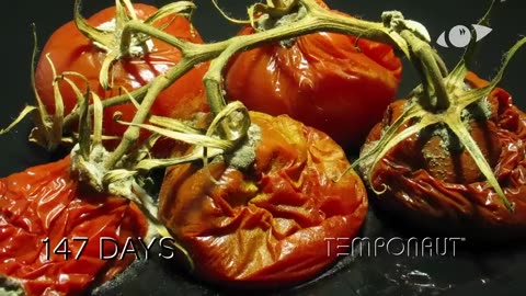 Tomato Timelapse - Zeitraffer Tomaten