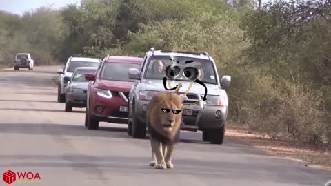 Giant Elephant Attacks Police Car | When Animals got Drunk | Woa Doodles