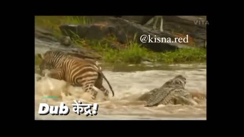 rocodile funny video