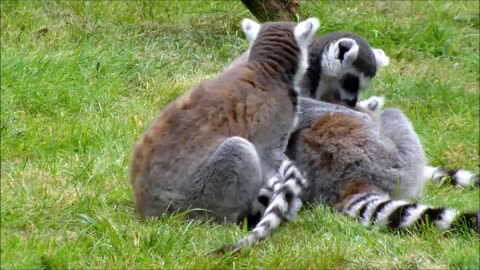 Animais - Nomes e Sons Para Crianças - Animals - Portuguese Names