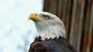 Birds | Owl | Peacock | Eagle | Parrot | Free HD Videos