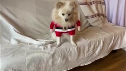 Pomeranian Puppy Got A Little Santa Costume For Christmas