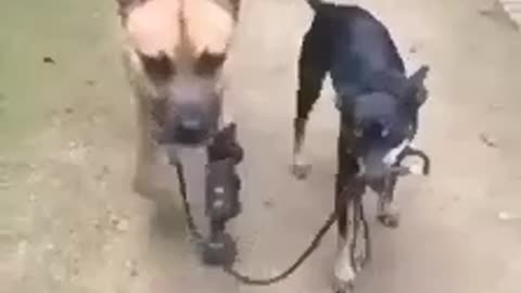 READY FOR A TEARJERKER⁉️ A DOG HOLDS THE LEASH AND GUIDES HIS DISABLED BEST FRIEND TO WALK