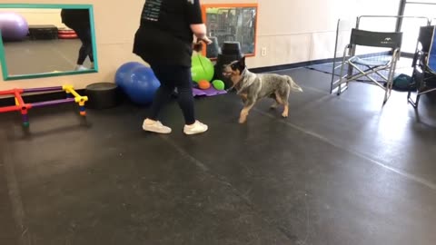 HOW TO TRAIN YOUR DOG