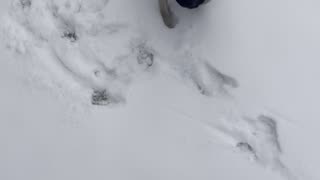 My pug exploring the snowy backyard.