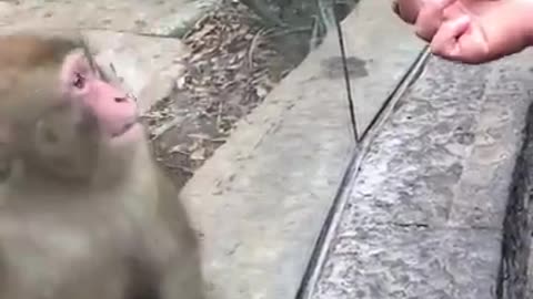 Astounded Ape