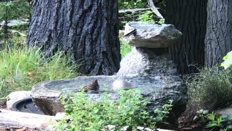 Young purple finch learning to bathe.