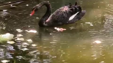 Black goose eating Chinese Cabbage