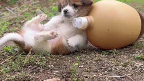 Dog and puppy funny video 🤣