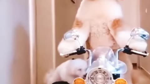 Funny dog videos | Funny dog cycling with puppy 🤣🥰 | Funny Pets