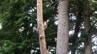 Red bellied woodpecker feeding young