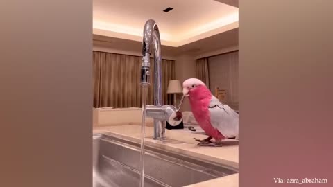 The FUNNIEST Parrots 🤣