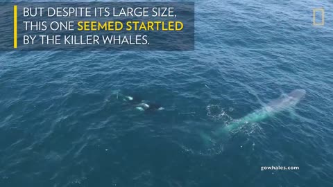Watch Killer Whales Charge Blue Whale