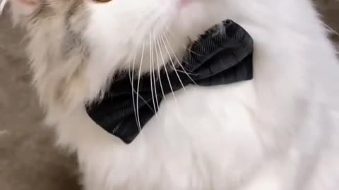 Cute kitten drag dress