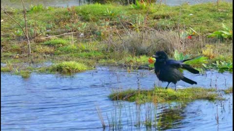 bird taking a delicious bath