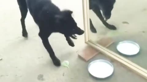 Dog Vs Mirror Very Funny Video