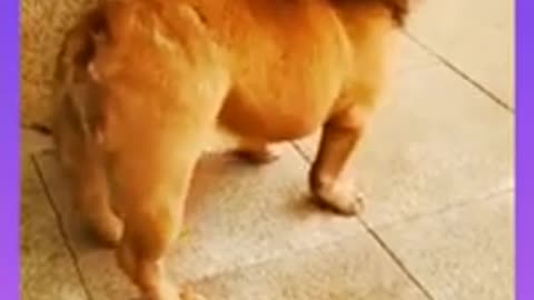 Funny dog and lion video 🤣😂