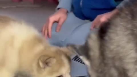 Husky Meets Her New Husky Puppy & Falls In Love!