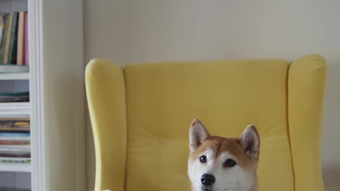 A Dog Seated On A Yellow Chair