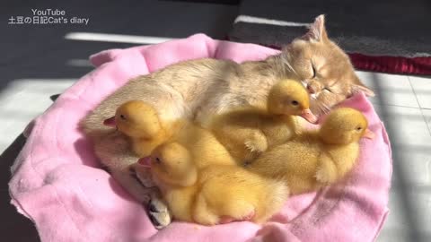 The kitten cuddles the duckling to sleep. They often sleep together, very warm 🐥😽🐥