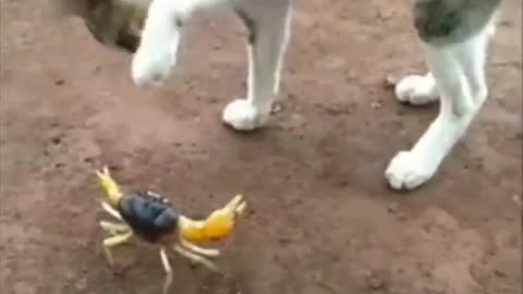 Funniest Animal Videos! funny Dogs 🐕and Cats😹