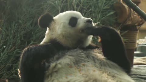 Mid-Autumn Festival also want to eat moon cake giant panda