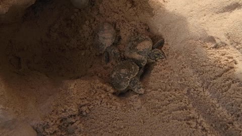 TURTLEY CRAZY: World’s Largest Hatching Of Baby Turtles