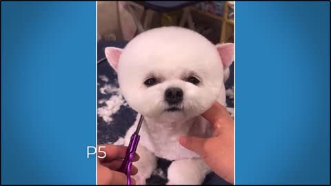 Child dogs ||Very funny dog||dog hair cut