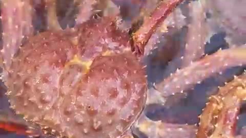 Off Loading the Catch (Alaskan King Crab)