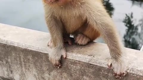 Monkey 🐒 baby 🍼