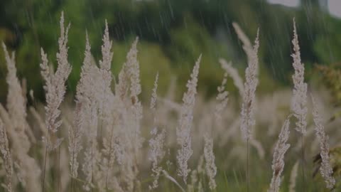 Relaxing rain for sleep