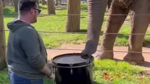 Elephant Playing the Drums