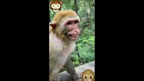 Funniest Animals 🐧 - Best Of The 2020 Funny Animal Videos 😁 - Cutest Animals Ever