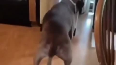 OMG😳😂Is the dog dancing?🤣🤣