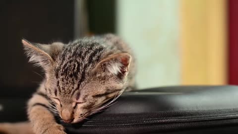 Kitten sleeping !! Lovely pet video