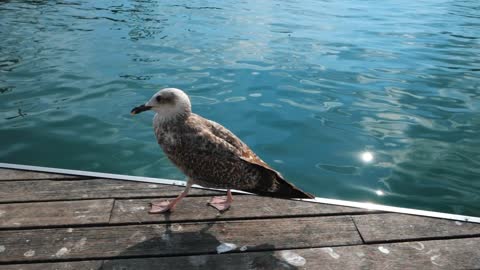 Big seagull bird close up looking at the camera on turquoise sea background