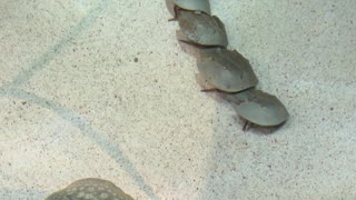 Horseshoe Crabs Mating in an Aquarium