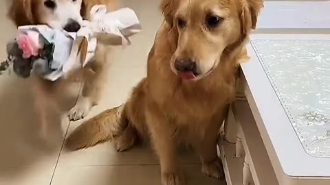 Dog Gives Flower to Friend: A Cute and Heartwarming Video
