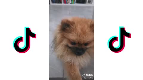 LOVE STORY CHALLENGE DOGS EDITION | CUTE DOGS TIKTOK COMPILATION