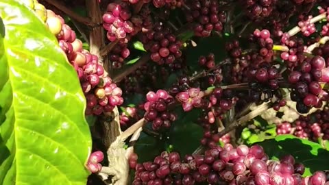 Coffee Tree: Exploring the Beauty and Benefits of Nature's Gift