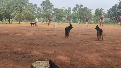 Dog training Indian army #India #Indianarmy