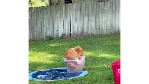 dog bathing in a narrow pool