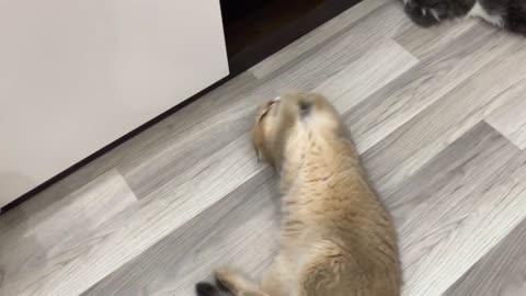 Funny Cats Try CATNIP for the first time 2024