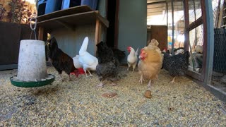 Backyard Chickens Relaxing Sounds Noises Video ASMR Hens Clucking Roosters Crowing!