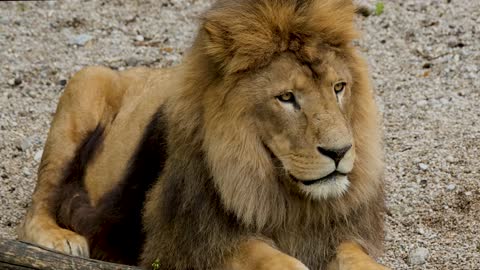 The Lion King filmed in 4k