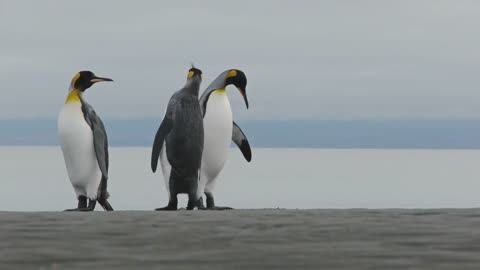 Penguin 🐧🌺🐧 Dance